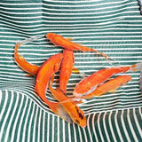 Waterproof Hand Erasable Apron