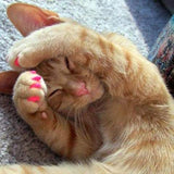 Cat Nail Caps(20 pcs)