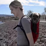 Outdoor Portable Pet Backpack