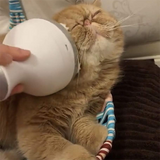 Pet Massager
