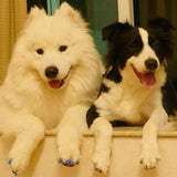 Cat Nail Caps(20 pcs)